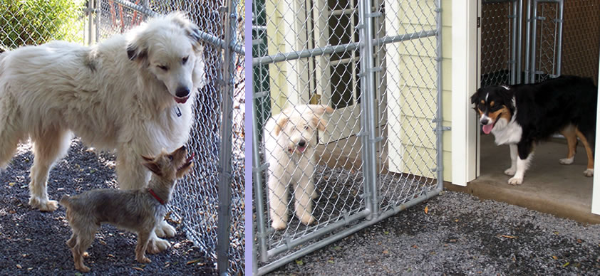 Go Dog Go 3 Week Board and Train - Two pairs of dogs enjoying the Play Yards