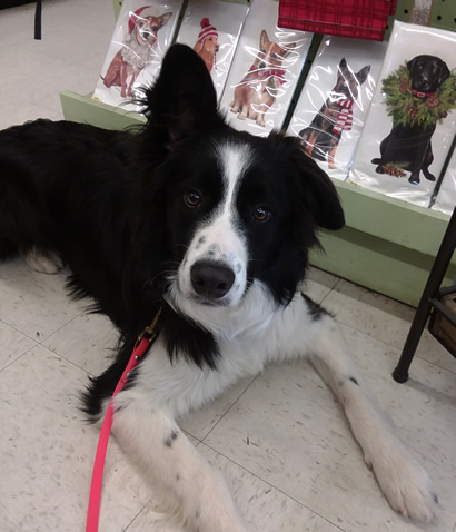 Go Dog Go 3 Week Board and Train - Bentley Visits the Hardware Store