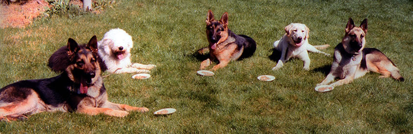 Long Down Stay with Food Distraction
