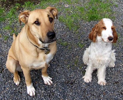 Balto and Bentley do a Sit Stay