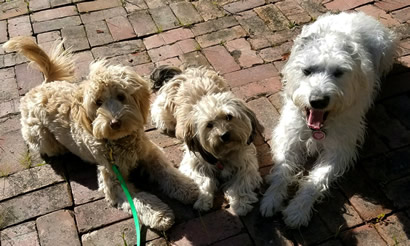 Socialization with Other Dogs