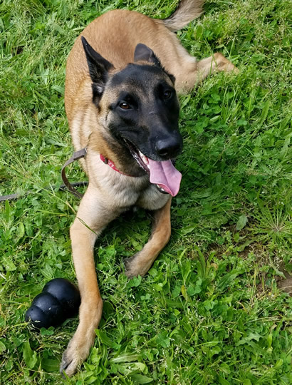 Go Dog Go 3 Week Board and Train - Duke is Tired After a Game of Fetch in the Training Field